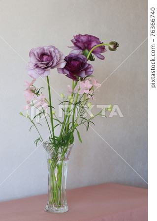 Ranunculus Ranunculus 76366740