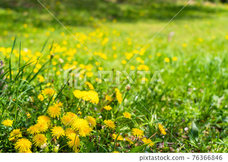 Spring wildflower dandelion blooming landscape 76366846
