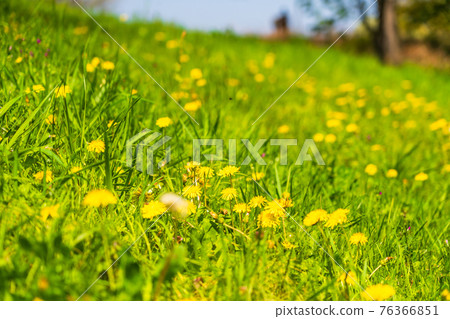 Spring wildflower dandelion blooming landscape 76366851