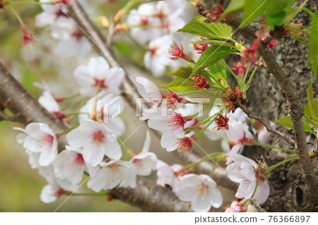 Yoshino cherry tree: Hazakura 76366897