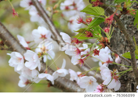 Yoshino cherry tree: Hazakura 76366899