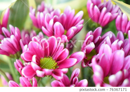 Purple spray blooming chrysanthemum 76367171