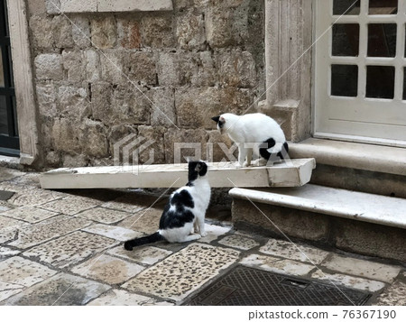 Cats staring at each other | Backstreets of Dubrovnik, Croatia 76367190