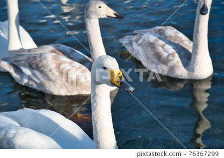Swan nestling in the river 76367299