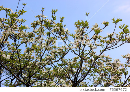 Hanamizuki along the Myoshoji River in full bloom 76367672