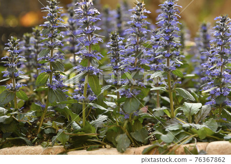 Ajugareptans 盛開 76367862