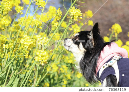 Chihuahua and rape blossom dog 76368119