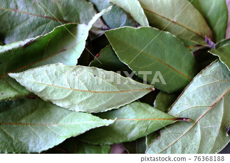 月桂樹葉子 76368188