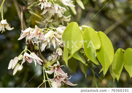 木部花 木部花 76368191