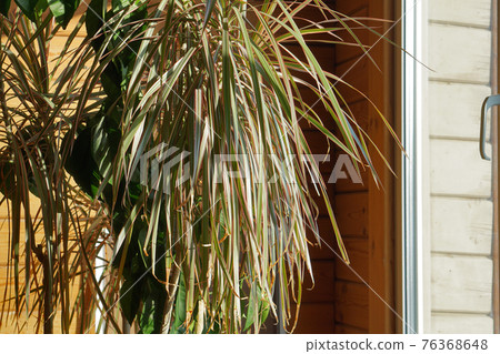 close up of green leaves of dracaena marginata bicolor plant against window , minimalistic style. close up of green leaves of dracaena marginata bicolor plant against window , minimalistic style. 76368648