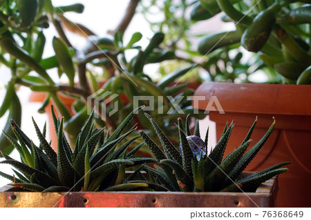 collection of various succulent plants crassula ovata hobbit and hawarthia collection of various succulent plants crassula ovata hobbit and hawarthia 76368649