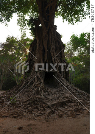 Ruins of   goal kampong tom Wat Temple with root of trees in forest  Cambodia. 76368717
