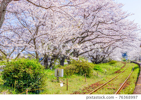 從佐賀縣伊万里市浦之崎站看到的一排櫻花樹 從佐賀縣伊万里市浦之崎站看到的一排櫻花樹 76368997