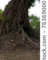 Ruins of   goal kampong tom Wat Temple with root of trees in forest  Cambodia. 76369000