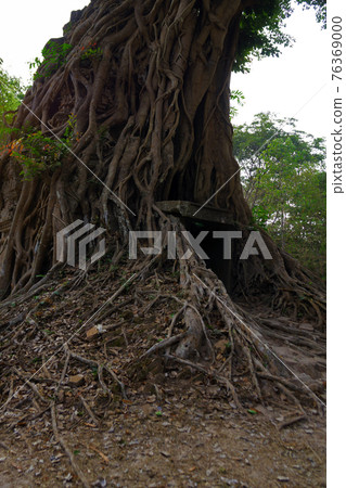 Ruins of goal kampong tom Wat Temple with root of trees in forest Cambodia. Ruins of goal kampong tom Wat Temple with root of trees in forest Cambodia. 76369000