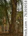 Ruins of   goal kampong tom Wat Temple with root of trees in forest  Cambodia. 76369058
