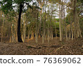 Ruins  of  kampong tom Wat Temple in forest  Cambodia. 76369062