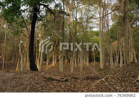 Ruins  of  kampong tom Wat Temple in forest  Cambodia. 76369062