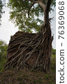 Ruins of   goal kampong tom Wat Temple with root of trees in forest  Cambodia. 76369068