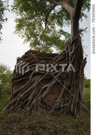 Ruins of   goal kampong tom Wat Temple with root of trees in forest  Cambodia. 76369068