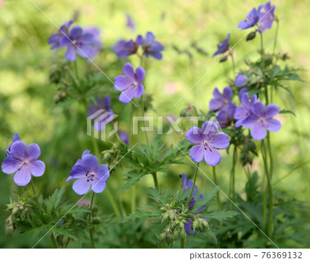 Flowers geranium pratense (meadow cranesbill) Flowers geranium pratense (meadow cranesbill) 76369132