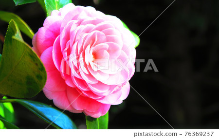 Landscape with flowers of Otome Tsubaki 76369237