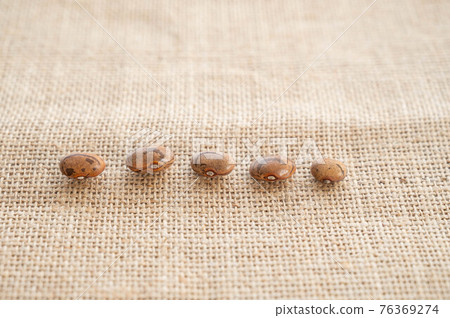 Lined bean seeds 76369274