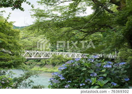 從東京青梅市禦岳峽谷旅遊路線附近的澤之園看到的多摩川、楓橋和繡球花 76369302