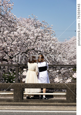 A young woman strolling along a row of cherry blossom trees while traveling 76369448