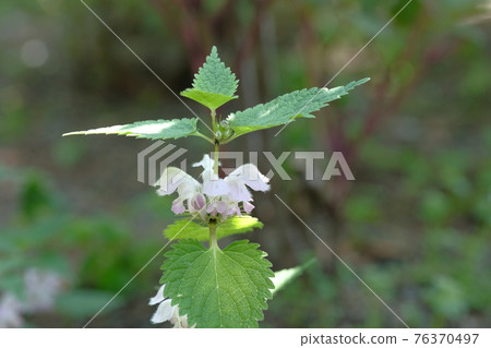 Odorikosou Odorikosou 76370497