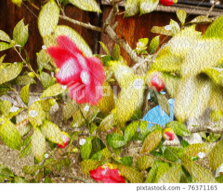 Teradaya camellia 76371165