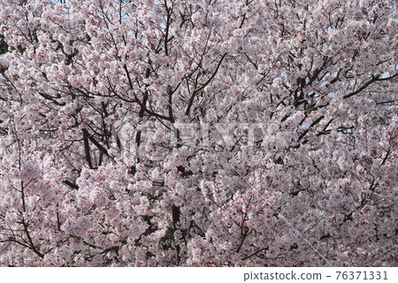 大阪狹山池博物館 76371331