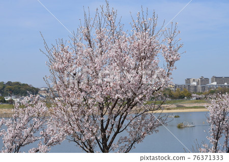 大阪狹山池博物館 76371333