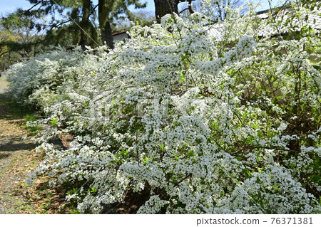 Spiraea thunbergii road in Kyoto Imperial Palace 76371381