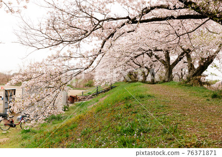 [櫪木縣] 櫻花盛開的散步道 中午 76371871