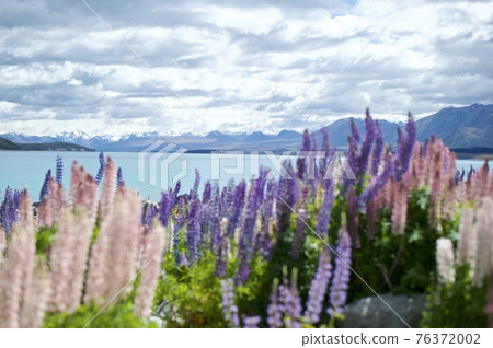 Lake Tekapo Flower Field 2 Lake Tekapo Flower Field 2 76372002
