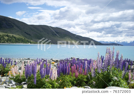 Tekapo Flower Field 3 Tekapo Flower Field 3 76372003