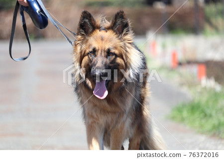 牧羊人勇敢地走起來 76372016