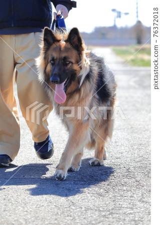 一個散步的人和一個牧羊人 76372018