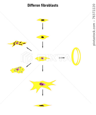 Differon fibroblasts scheme, Formation of the extracellular matrix (mainly fibroblasts are engaged in this). Collagen and elastin, which form fibers.Colored graphics 76372220