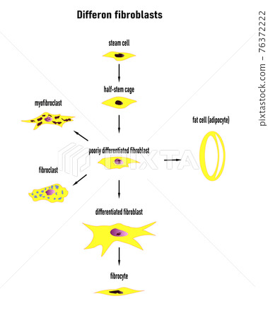 Differon fibroblasts scheme, Formation of the extracellular matrix (mainly fibroblasts are engaged in this). Collagen and elastin, which form fibers.Colored graphics with text, designations. Differon fibroblasts scheme, Formation of the extracellular matrix (mainly fibroblasts are engaged in this). Collagen and elastin, which form fibers.Colored graphics with text, designations. 76372222