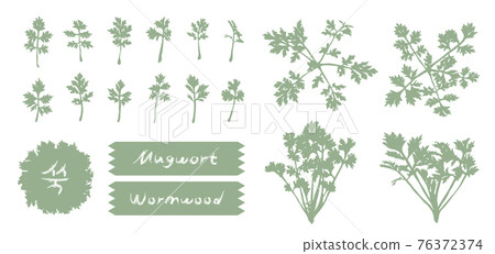 [Vector] Monochrome realistic mugwort outline and lettering 76372374
