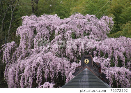 福壽寺（福島縣三春町）的垂枝櫻花 76372392