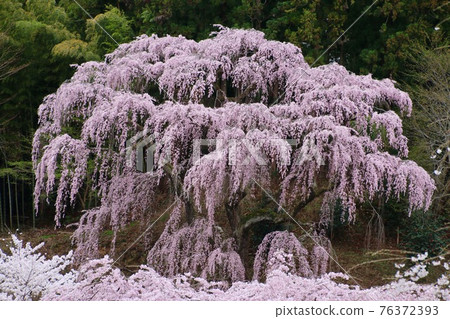 福壽寺(福島縣三春町)的垂枝櫻花 福壽寺(福島縣三春町)的垂枝櫻花 76372393