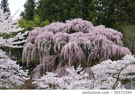 福壽寺（福島縣三春町）的垂枝櫻花 76372394