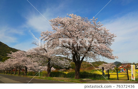 Sakura and rape blossoms in Kinryu Park, Saga City Sakura and rape blossoms in Kinryu Park, Saga City 76372436