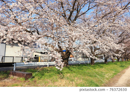 Okegawa City, Saitama Prefecture Akahori River Shinozu Sakuratsumi 76372630