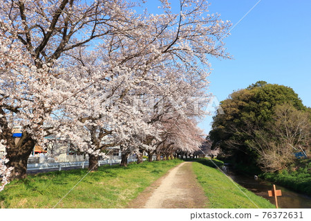 埼玉縣岡川市 赤堀川 Shinozu Sakuratsumi 埼玉縣岡川市 赤堀川 Shinozu Sakuratsumi 76372631