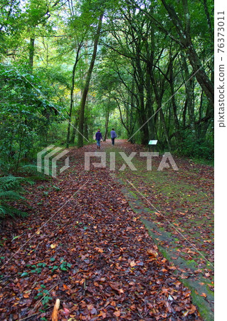 maple leaf avenue 76373011