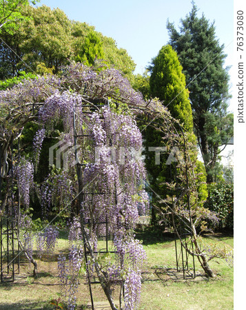 Purple wisteria flowers in full bloom tailored to a rose arch Purple wisteria flowers in full bloom tailored to a rose arch 76373080